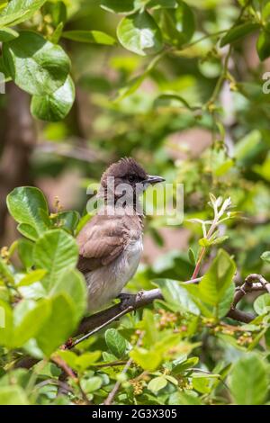 Vogel gemeiner Bulbul Äthiopien Afrika Safari Tierwelt Stockfoto