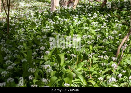 Ein Teppich aus wildem Knoblauch (Allium ursinum) in Wildhams Wood, Stoughton, West Sussex, Großbritannien Stockfoto