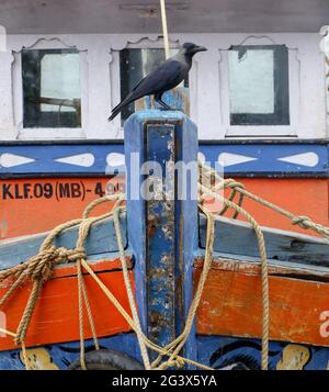 Nahaufnahme eines blau-roten Fischerbootes mit einer schwarzen Krähe davor Stockfoto