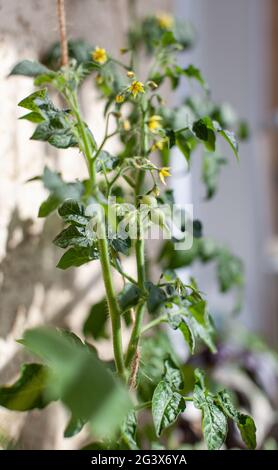 Kleine Tomatenfrüchte auf einem Busch. Tomaten zu Hause auf der Fensterbank anbauen. Blühende Sträucher von Tomaten. Tomatensämlinge auf der Fensterbank im apa Stockfoto