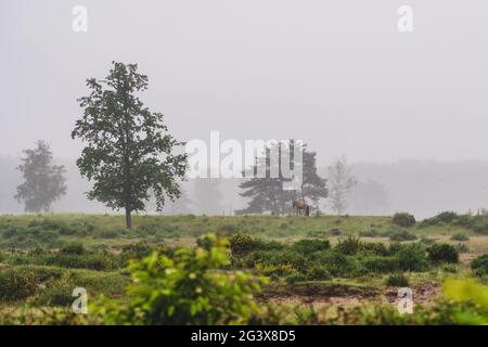 Pferde grasen auf der Weide Stockfoto