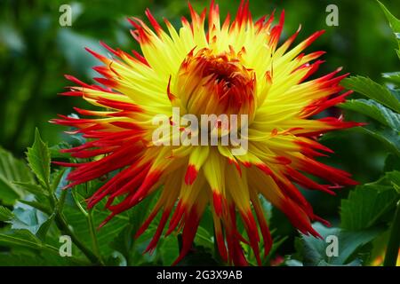 Schmuck Dahlia, Jessica Stockfoto