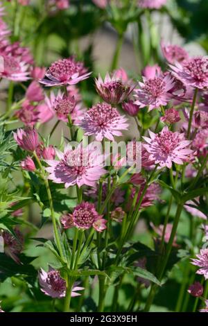 Astratia major Roma oder Masterwort kompakt Dolden von winzigen rosa Blüten von einer Rosette umgeben Stockfoto