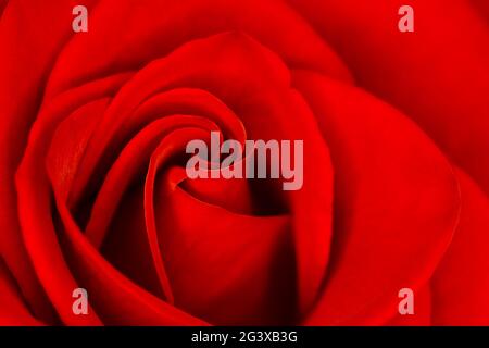 Makroaufnahme der Rosenblume Stockfoto