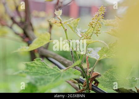 Blühende Trauben Stockfoto
