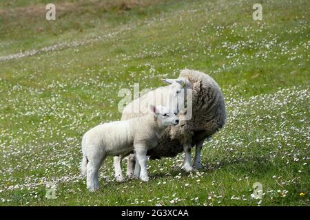 Mutter und Lamm auf Machair Grassland, Nordwest-Küste von Schottland, Großbritannien Stockfoto