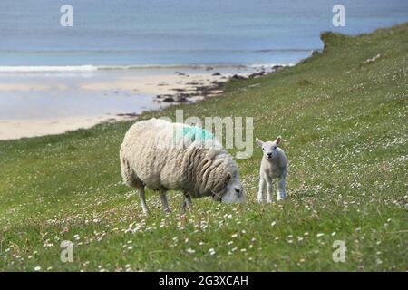 Mutter und Lamm auf Machair Grassland, Nordwest-Küste von Schottland, Großbritannien Stockfoto