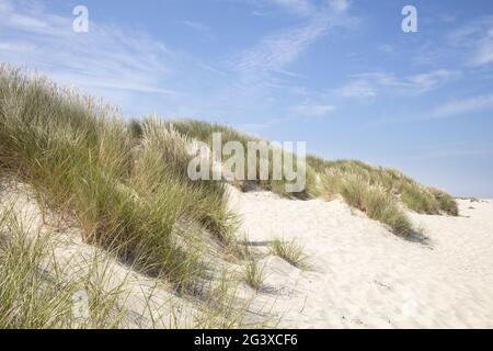 Dünenlandschaft auf der Insel Borkum Stockfoto
