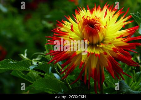 Schmuck Dahlia, Jessica Stockfoto