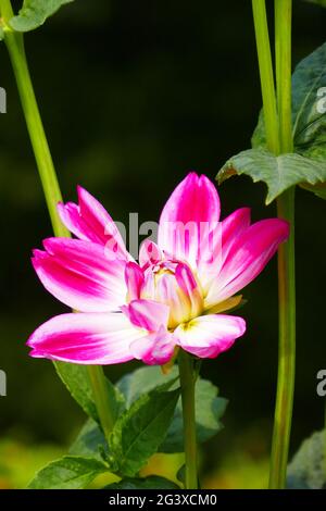 Seerosendahlie, haPET-Lust Stockfoto