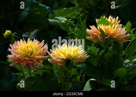 Semi Cactus Dahlia, Semi Cactus Dahlia, Marie Luise Marjan Stockfoto