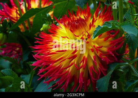 Schmuck Dahlia, Jessica Stockfoto