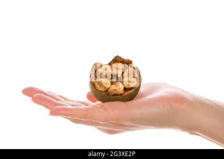 Die Früchte des Mönchs in der Hand halten. Stockfoto