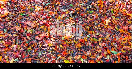 Bunte Blätter in einem Park auf dem Boden, Herbst Stockfoto