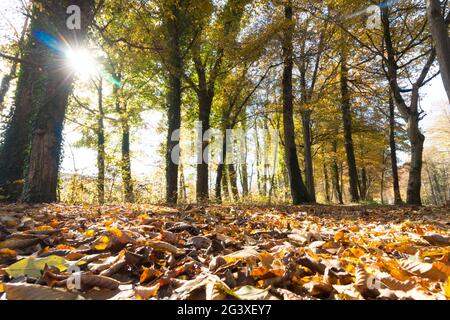 Parklandschaft im Herbst: Bunte Blätter und positive Atmosphäre Stockfoto