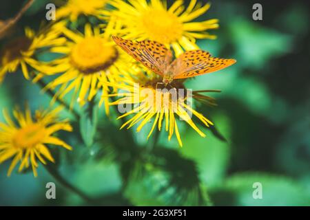 Schöner Schmetterling auf einer gelben Blume. Frühling. Stockfoto