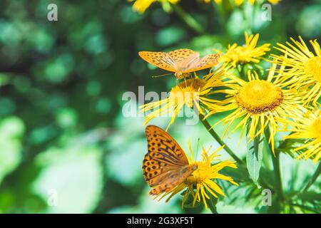 Schöner Schmetterling auf einer gelben Blume. Frühling. Stockfoto