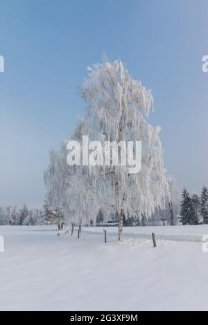 Schöne Winterlandschaft: Frostige Bäume im Januar, Österreich. Postkarte Stockfoto