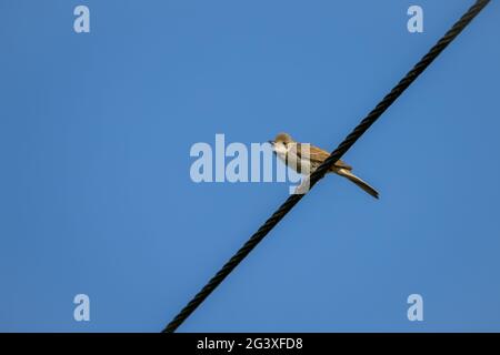 Gewöhnlicher Whitethroat (Sylvia communis) auf einem Telefonkabel Stockfoto