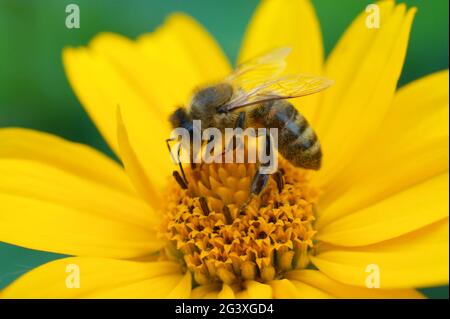 Bienen sammeln Nektar auf Blume Stockfoto