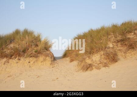 Dünenlandschaft auf der Insel Borkum Stockfoto