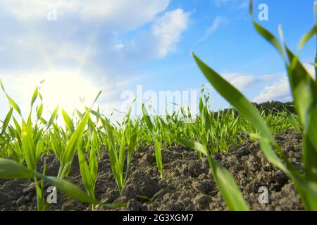 Weizenkörner Stockfoto