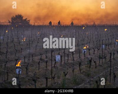 Monnieres (Nordwest-Frankreich): Kerzen leuchteten zwischen den Reihen der Reben, um die Ernte vor dem Erliegen von scharfen Frühlingsfrosten zu bewahren. Atmosphäre im Ohr Stockfoto