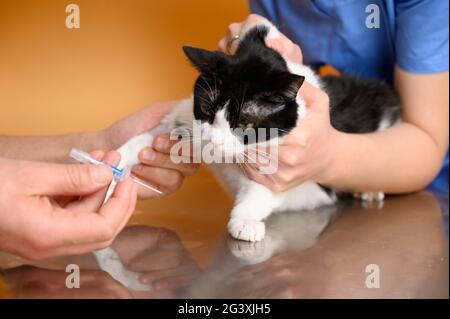 Tierarzt legt eine Katze auf dem Operationstisch im Tierkrankenhaus intravenös tropft. Stockfoto