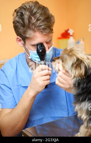 Tierarzt untersucht das Auge des Hundes durch Ophthalmoskop. Stockfoto