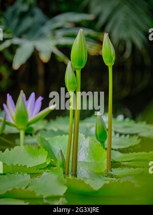 Grüne Seerosenknospen, die über Lilienpads ragen, mit einer lila Blume in einem üppigen Gartenteich. Stockfoto