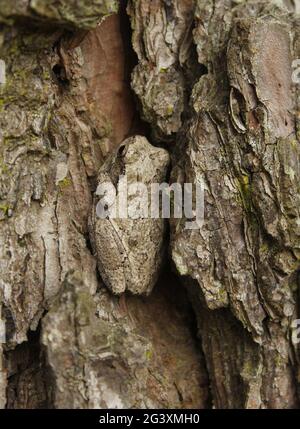 Grauer Baumfrosch Hyla chrysoscelis auf Kiefer im Osten von Texas Stockfoto