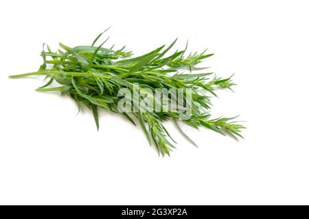 Estragon-Zweige. Würzig-aromatische, tonische Pflanze. Frische Triebe aus grünem Estragon. Stockfoto