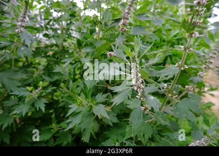 Leonurus cardiaca Werk. Mutterkraut mit rosa Blüten Stockfoto