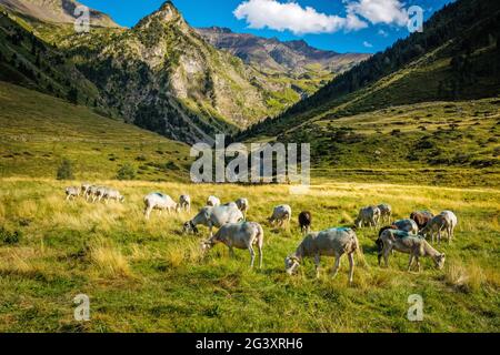 Département Hautes Pyrenees (Obere Pyrenäen, Südwestfrankreich): Das Moudang-Tal, das zum Netzwerk der Naturschutzgebiete 'Nat Stockfoto