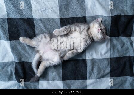 Schöne kleine graue tabby Katze schläft süß auf karierten Decke auf dem Bett zu Hause. Kätzchen der Scottish Straight Rasse liegt auf dem Rücken Stockfoto