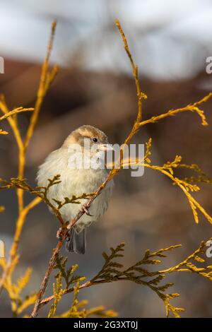 Schöner kleiner Vogelhaus-Sperling im Winter Stockfoto