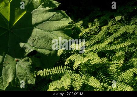 Adiantum pedatum Astilboides tabularis Foliage Garden-Szene Stockfoto