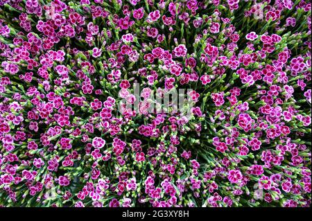 Eine Masse von kleinen rosa und weißen Dianthus oder rosa Blüten in voller Blüte im Sommer Stockfoto