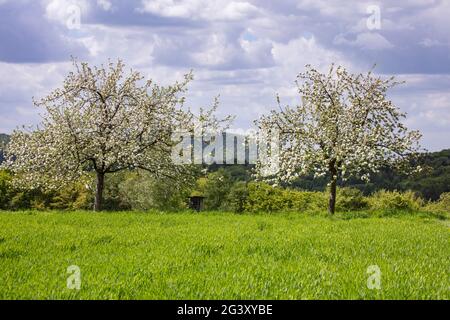 Apfelbäume in voller Blüte auf einer üppigen Wiese im Frühjahr, Krombach Oberschur, Spessart-Festland, Franken, Bayern, Deutschland, Europa Stockfoto