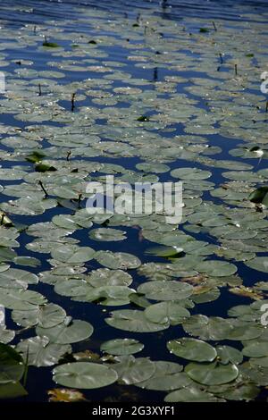 Seerosen bedecken das Wasser am Rand eines Sees Stockfoto