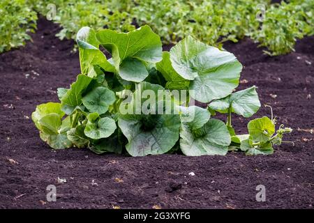 Außenansicht mit Tageslicht. Stockfoto