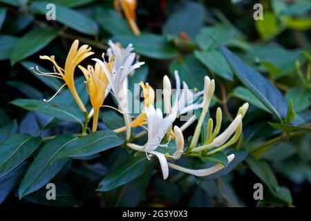 Geißelblumen (Lonicera japonica) im Garten Stockfoto