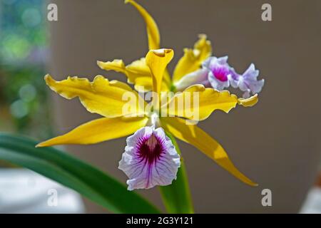 Orchideen im Gewächshaus, Rio, Brasilien Stockfoto