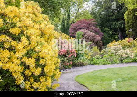 Spaziergang im Frühling durch den Park mit blühenden Azaleen und Rhododendren. Stockfoto