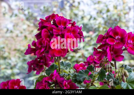 Abgerundete Cluster aus tiefrosa Pelargonium, allgemein bekannt als Geranium, Blüten aus nächster Nähe. Stockfoto