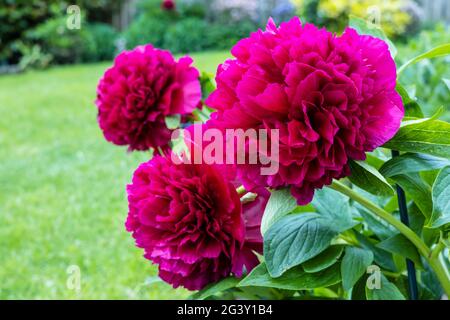 Trio von großen flauschigen dunkelroten Pfingstrosen-Blüten in einem Garten. Stockfoto