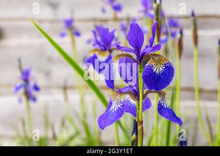 Iris sibirica, auch bekannt als sibirische Flagge, blüht zartblau und Gold auf hohen Stielen, die in einem Garten wachsen. Stockfoto