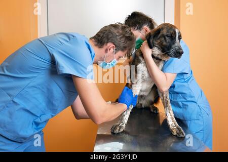 Ein Team von in der Arbeit Uniform Verband eine Pfote von al Hund auf dem Tisch in der Tierklinik. Stockfoto