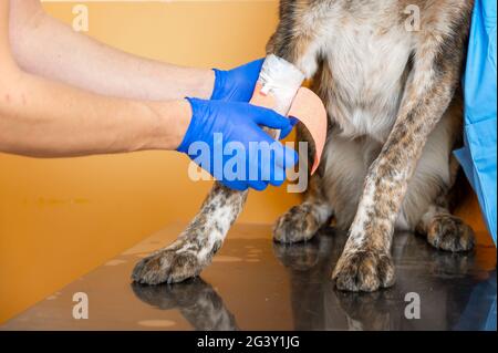 Ein Team von in der Arbeit Uniform Verband eine Pfote von al Hund auf dem Tisch in der Tierklinik. Stockfoto