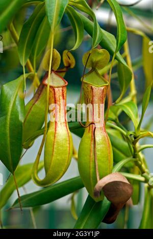 Nepenthes, fleischfressende Pflanze, Insektenfressende Pflanze, Brasilien Stockfoto